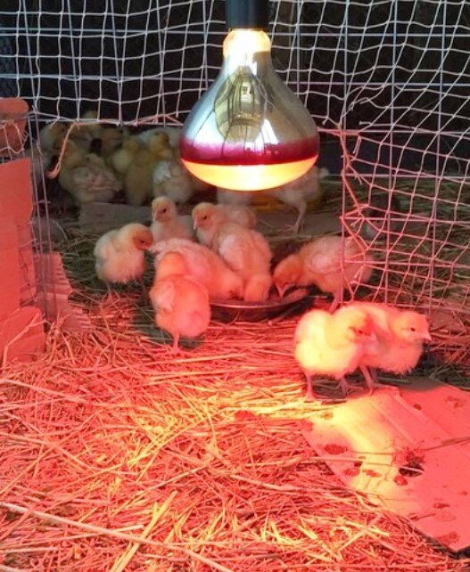 Обогрев бройлеров. Лампа для цыплят. Лампа для бройлеров. Лампа для брудера для цыплят. Обогревающая лампочка для цыплят.