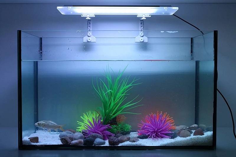 Как подобрать освещение для аквариума: виды ламп, светильники