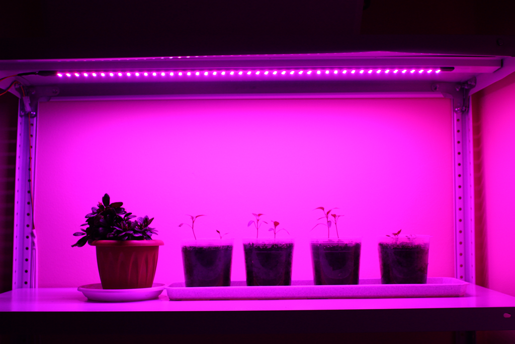 Спектры ламп для растений, как сделать самодельный светильник