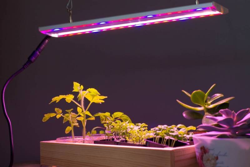 Как выращивать укроп на подоконнике: посадка в квартире зимой с фото и видео