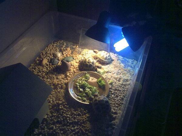 Ультрафиолетовая лампа для черепахи своими руками. влияние ультрафиолетового света на черепах