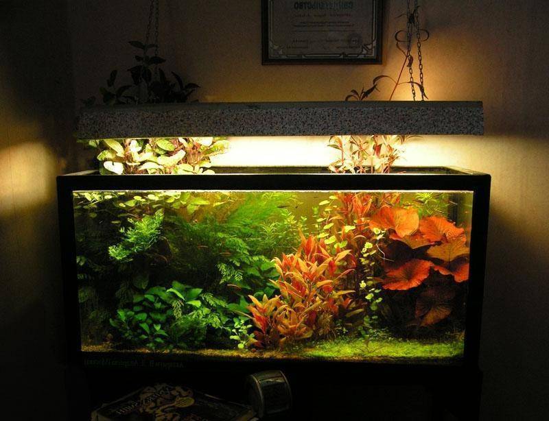 Виды ламп для аквариумного освещения • блог аквариумиста аква-ас