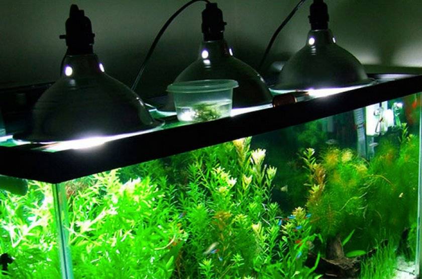 Сколько времени должен гореть свет в аквариуме