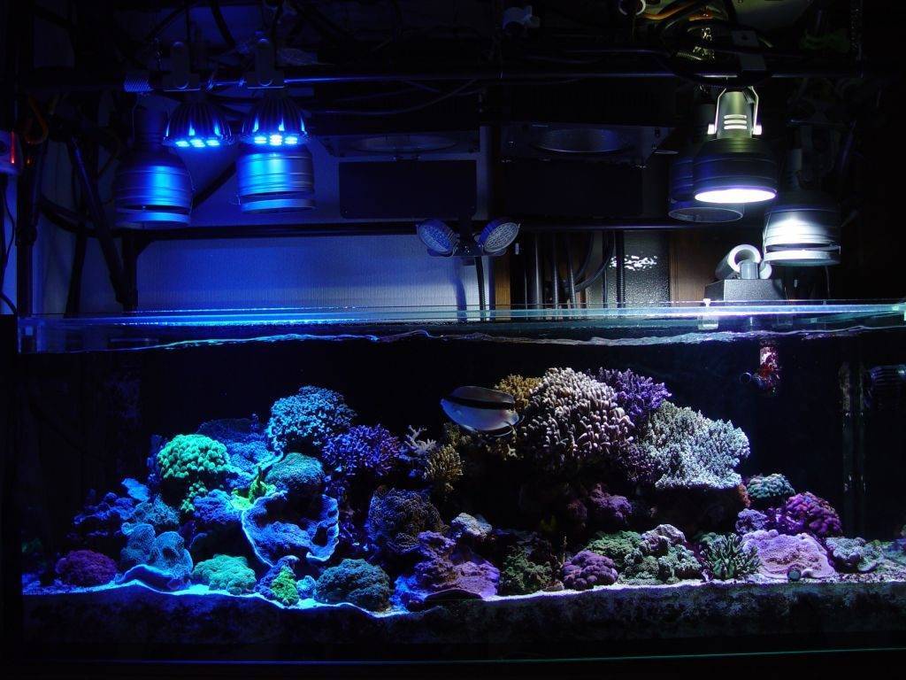 Как выбрать лампу для аквариума: виды светильников, какое должно быть освещение