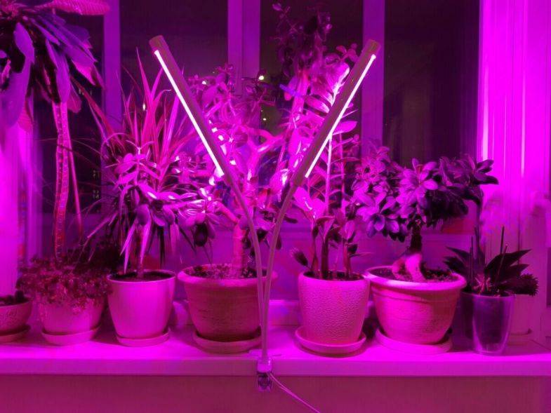 Лампы для растений: описание наиболее эффективных фитоламп