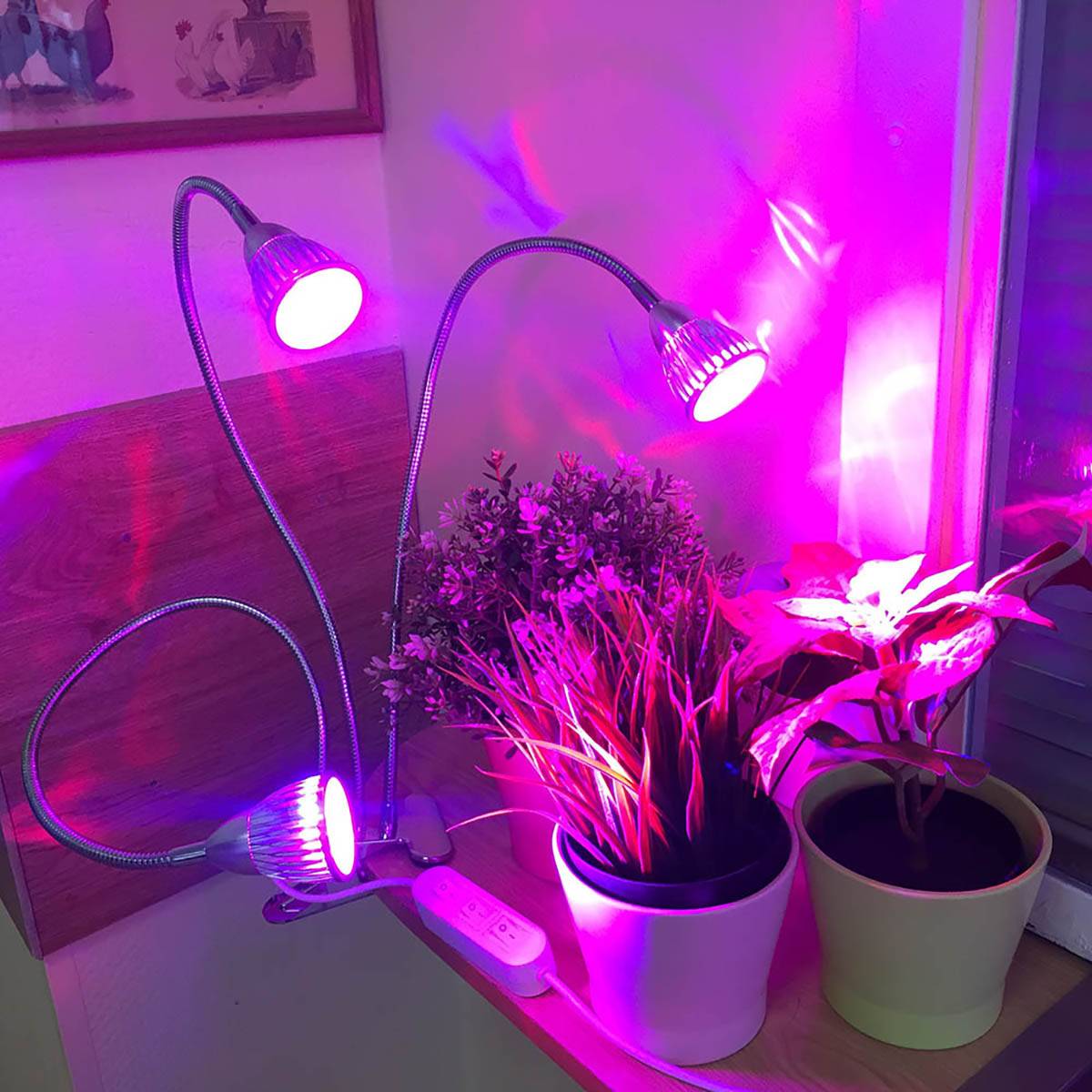 Фитолампа для орхидей в домашних условиях: какой нужен свет для цветов и как выбрать правильное освещение, отзывы от цветоводов любителей