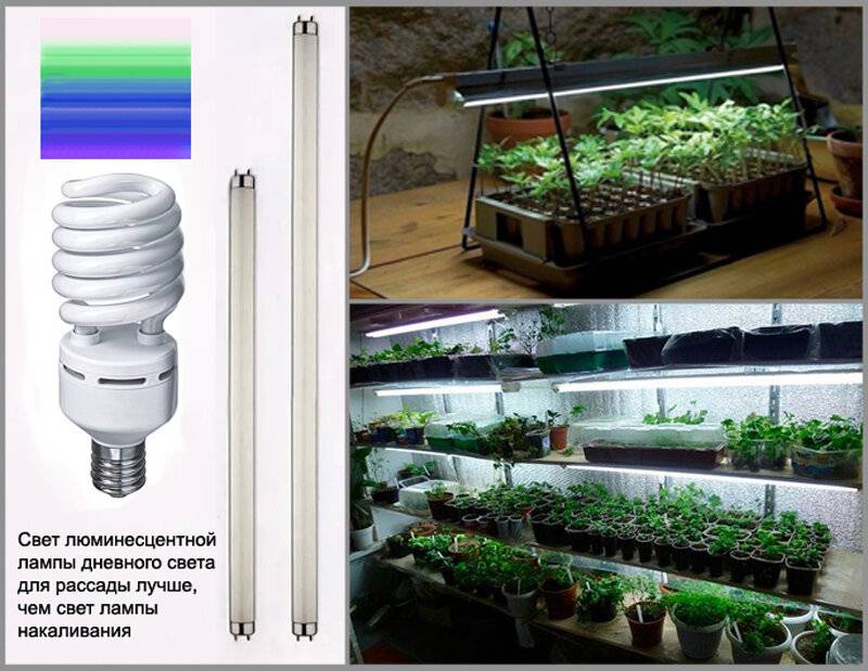 Как правильно подобрать люминесцентные лампы для растений