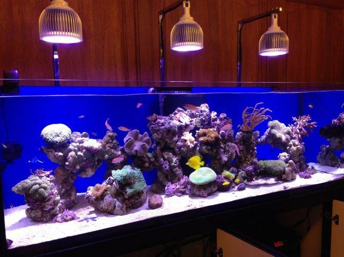 Как правильно выбрать led светильник для аквариума: лампа, лента или прожектор