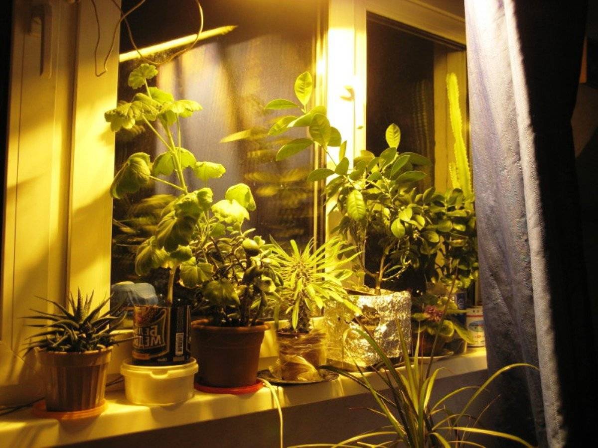 Лампы для растений- правила выбора, инструкции по установке