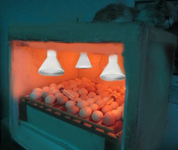 Инфракрасная лампа для цыплят: обогрев ик