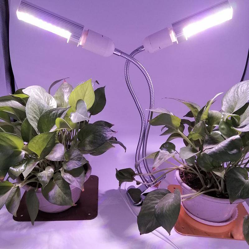 Как ухаживать за орхидеей в домашних условиях: особенности выращивания, полив и освещение, фото
