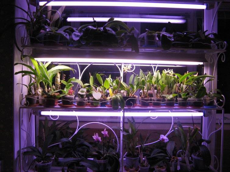 Лампы для орхидей: какие нужны, чтобы организовать подсветку, как их выбрать и установить, подойдет ли led, а также уход за цветком в домашних условиях