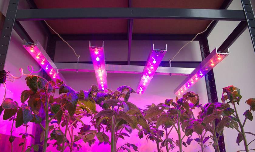Лампы для растений в аквариуме: как выбрать, установить и какие нужны для роста растений? рейтинг светодиодных и люминесцентных ламп