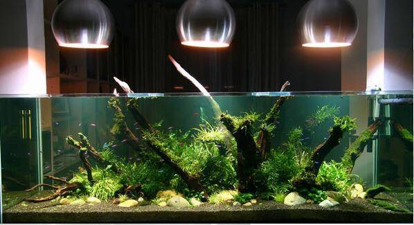 Освещение аквариума – нужен ли свет в аквариуме
