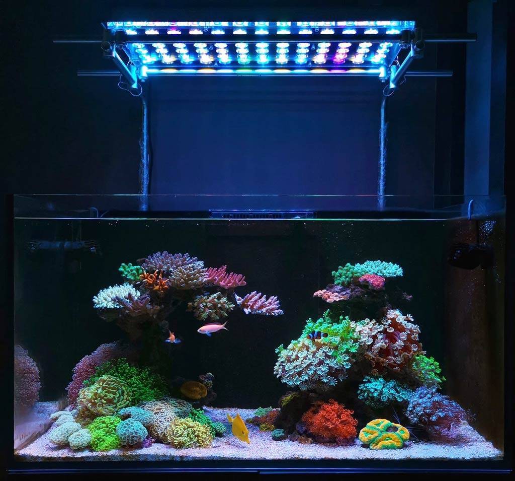 Освещение для аквариума своими руками: светодиодное и др., (фото-идеи)