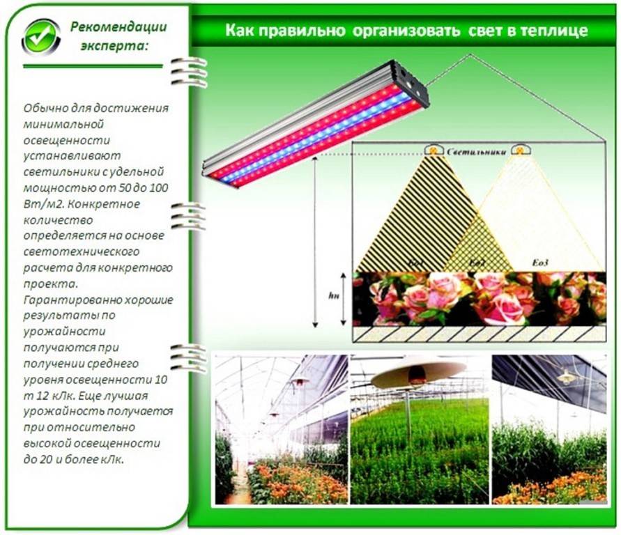 Фитолампы — спасение для комнатных и тепличных растений