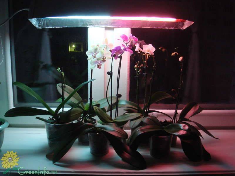Как ухаживать за орхидеей в домашних условиях: особенности выращивания, полив и освещение, фото - sadovnikam.ru