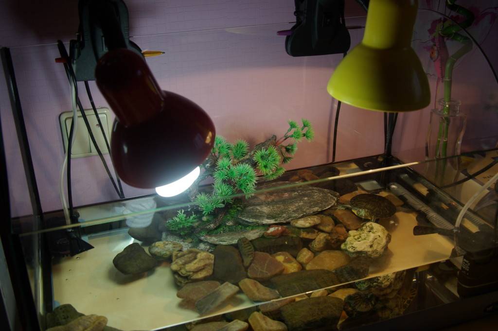 Ультрафиолетовая лампа для черепахи сделать самому своими руками. влияние ультрафиолетового света на черепах