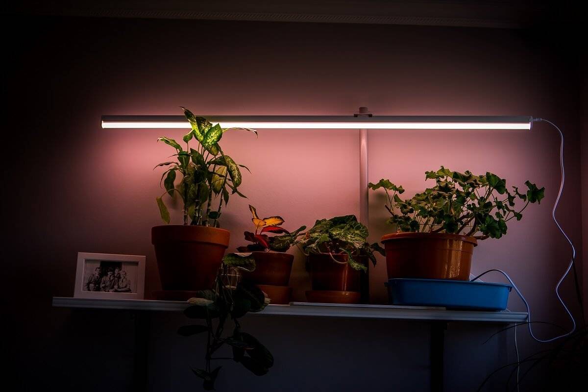 Фитолампы для растений: обзор ламп и изготовление светодиодного освещения