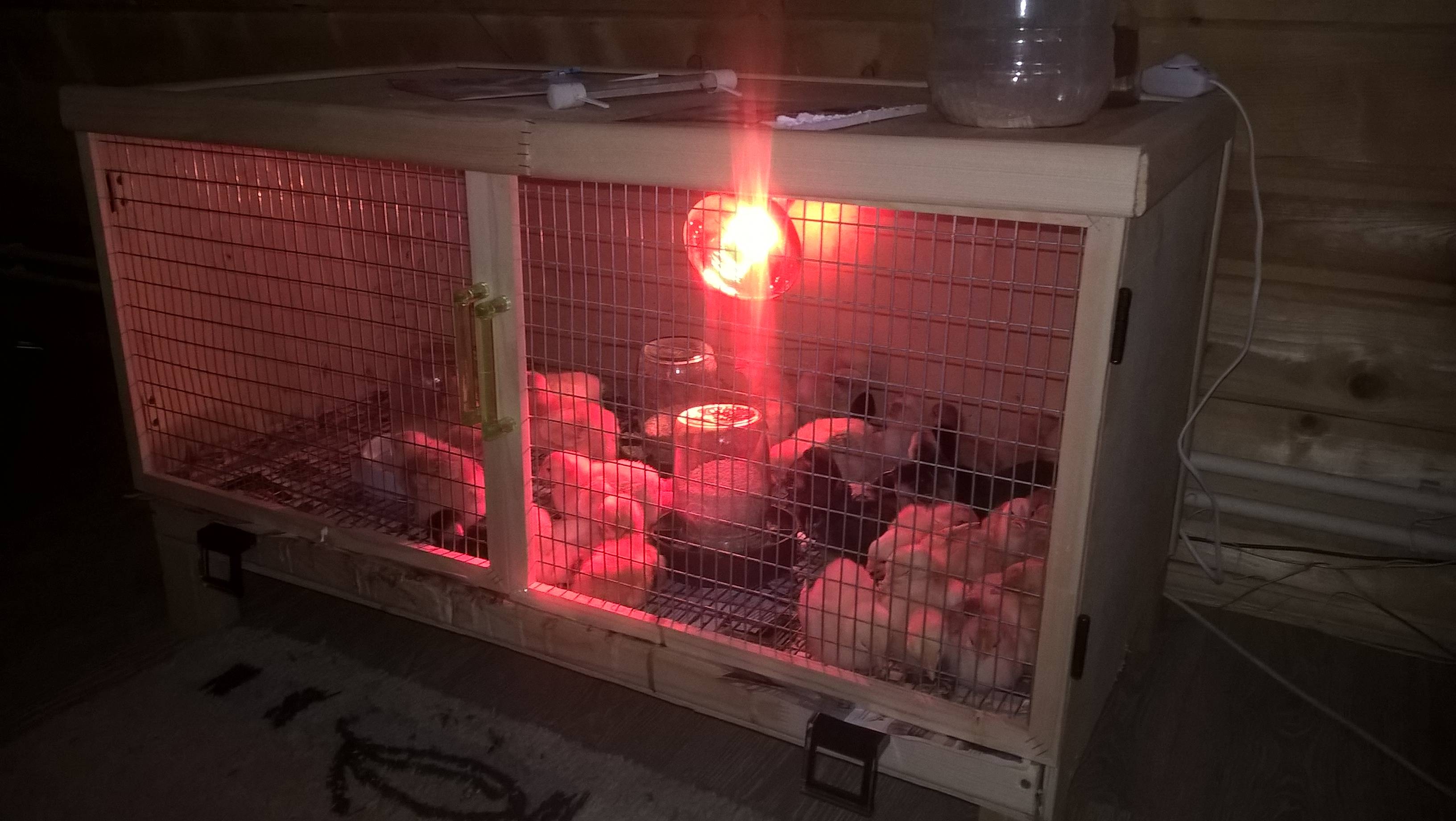 Сколько держать цыплят под лампой. Брудер для цыплят с инфракрасной лампой. Лампа для брудера для цыплят. Брудер для цыплят в курятнике. Лампа для обогрева брудера.
