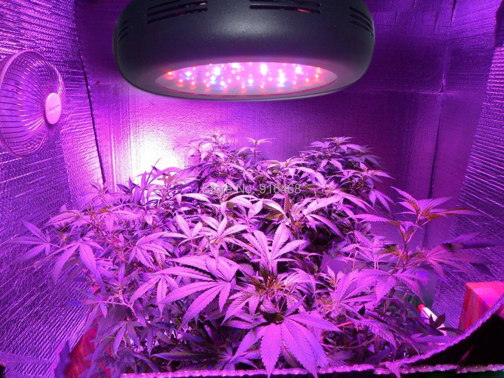 Лампы для роста растений: как выбрать, особенности разных типов подсветки, схемы освещения в домашних условиях