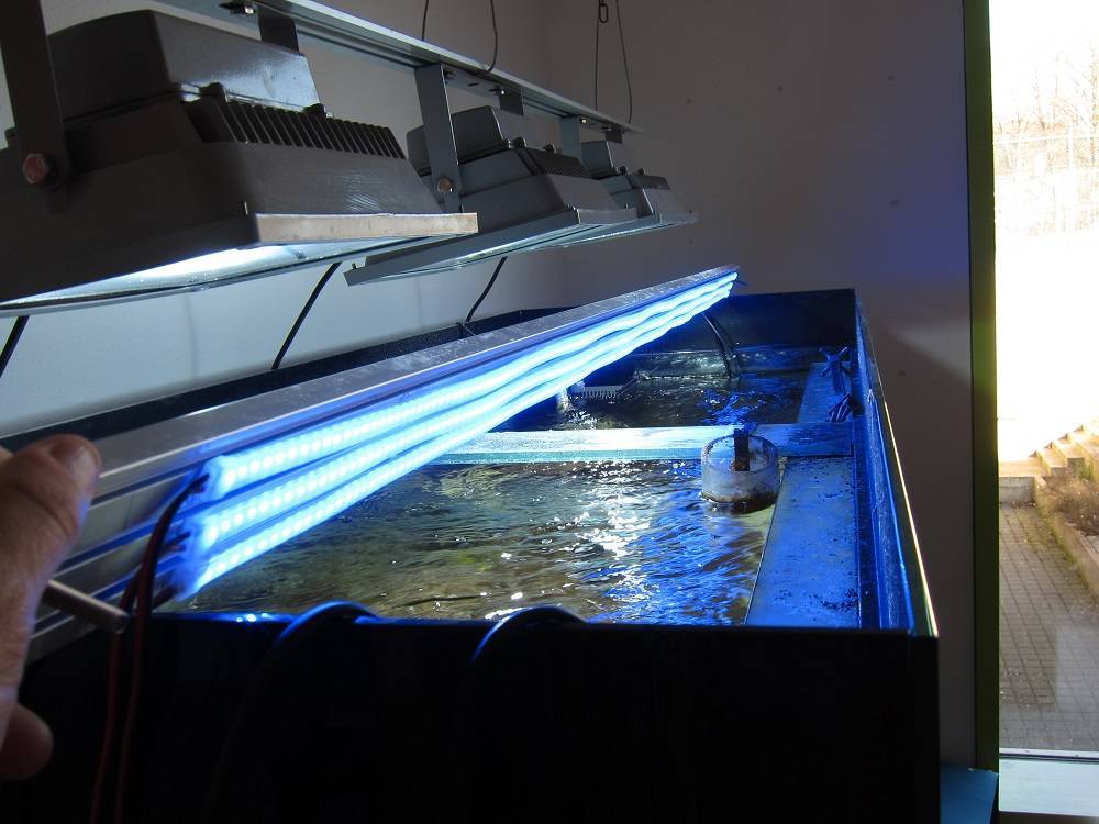 Подсветка для аквариума: требования и процесс изготовления